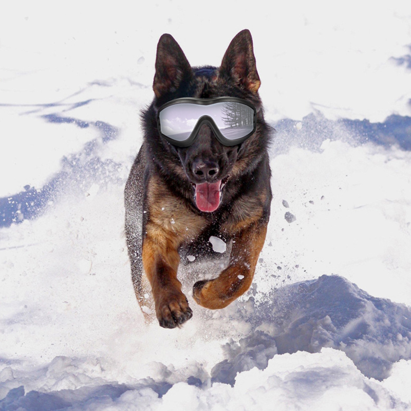 Gafas de Sol para Perros, Prot - Pet Supplies Plus reseña y precio