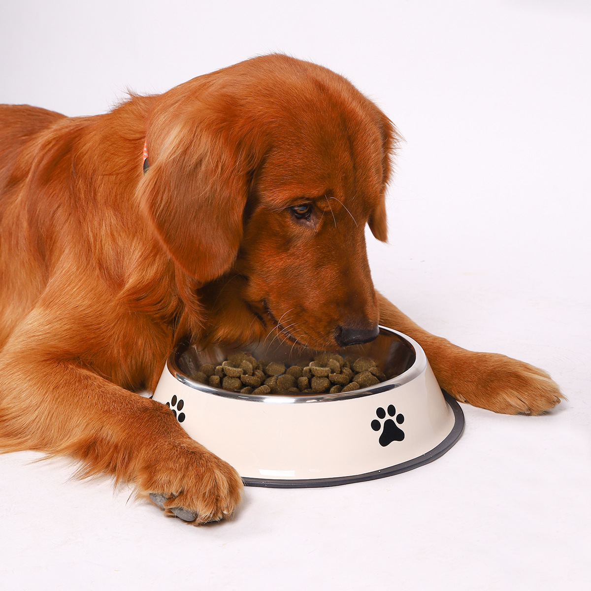 Tazón de Acero Inoxidable para - Pet Supplies Plus reseña y precio